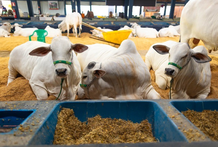 Agrodefesa esclarece: exigência de exames negativos de brucelose e tuberculose vale apenas para trânsito interestadual de gado