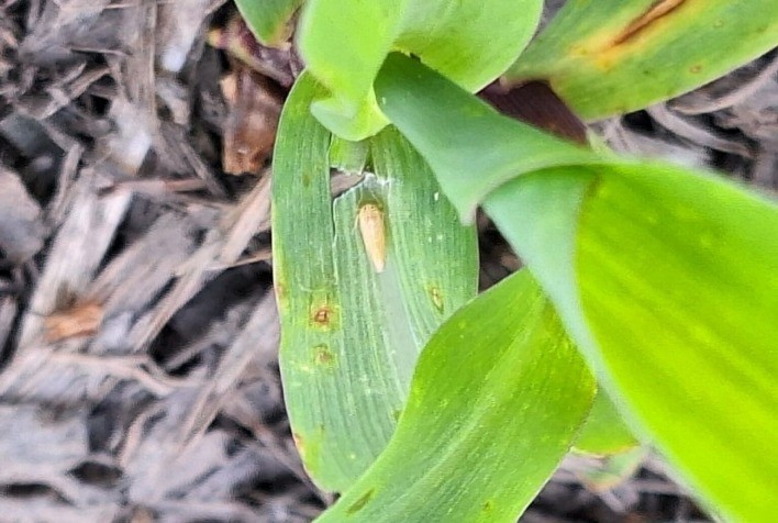 Cigarrinha-do-milho provoca prejuízo de US$ 25,8 bilhões ao Brasil em quatro anos, revela estudo