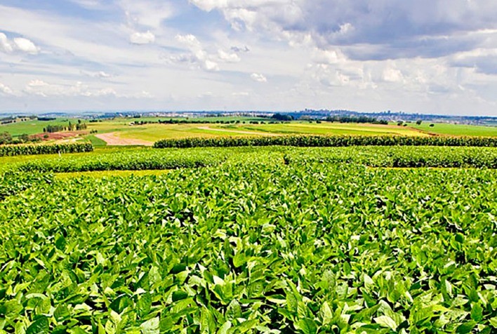 Nova cultivar de soja convencional alia alta produtividade e controle eficiente de plantas daninhas
