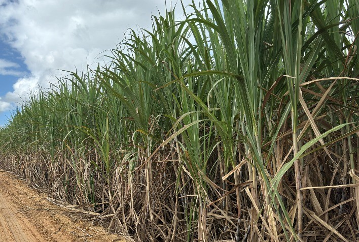 Estiagem reduz produção de cana-de-açúcar em Santa Rosa e afeta qualidade da matéria-prima