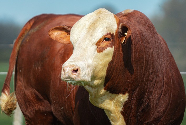 Valorização da pecuária impulsiona demanda por Hereford e Braford no Sul do Brasil