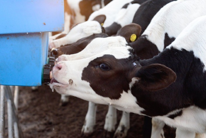 Boehringer Ingelheim reforça protocolo integrado para vacas leiteiras no período de secagem