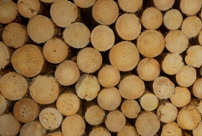 Mato Grosso regulamenta uso de biomassa de madeira nativa