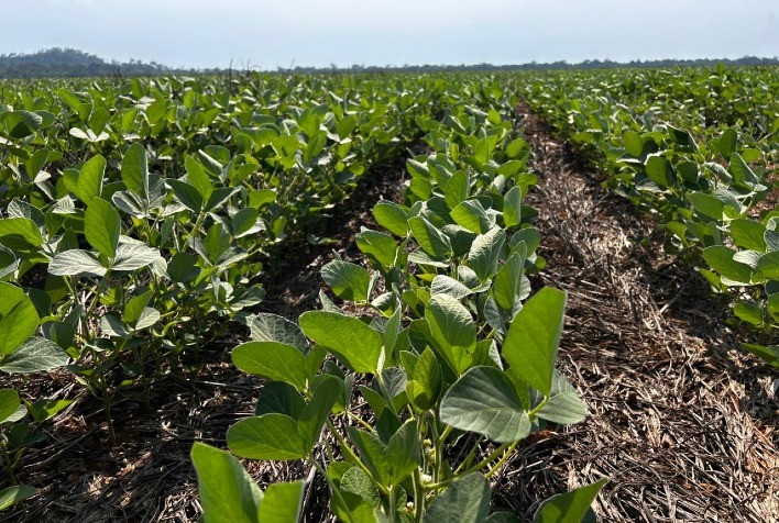 Biofertilizantes ganham espaço e aumentam produtividade no campo