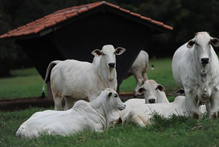 Exportações de Carne Bovina Batem Recorde no 1º Trimestre de 2026 e Sustentam Alta do Mercado do Boi Gordo