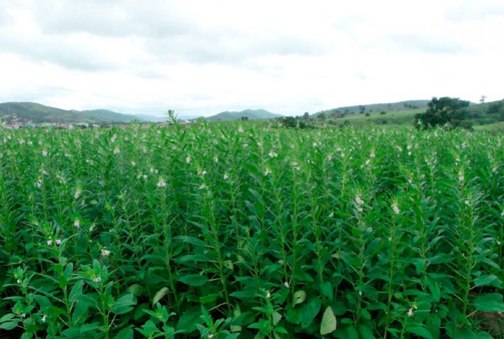 Mato Grosso triplica área de gergelim em cinco anos e amplia protagonismo no mercado internacional