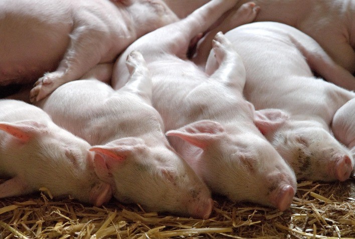 Do invisível ao prejuízo: monitoria de abate transforma controle de doenças respiratórias na suinocultura