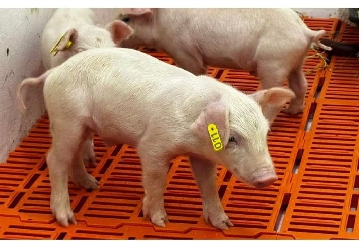 Primeiro clone suíno da América Latina nasce em São Paulo e marca avanço científico