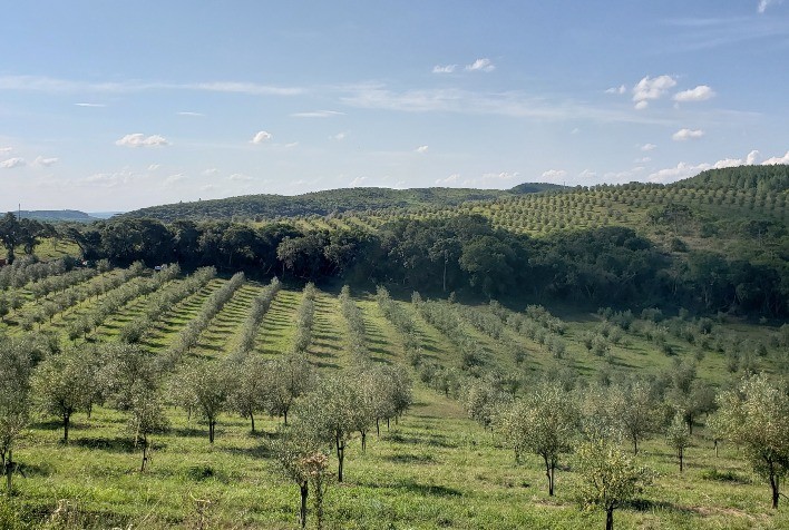 Abertura da Colheita da Oliva no RS estreia feira focada em negócios e inovação