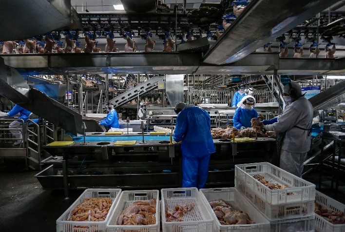 Exportações de frango batem recorde no 1º trimestre, enquanto embarques de ovos recuam com menor demanda externa