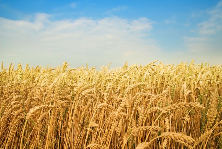 Oferta global pressiona trigo no mercado internacional enquanto preços seguem firmes no Sul do Brasil