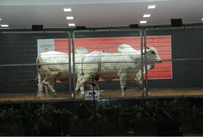 Leilão Reserva CFM oferta touros Nelore avaliados e novilhas precoces na 86ª Expogrande