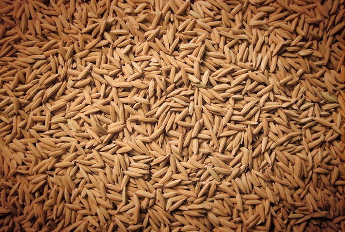 Arroz enfrenta desafio de reposicionamento e pode perder valor no mercado, alerta especialista