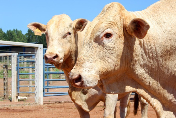Raça Canchim ganha certificação para produção de carne premium em rebanhos leiteiros