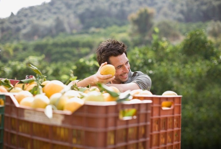 Safra de laranja cresce no Brasil, mas desafios climáticos e fitossanitários reforçam importância do manejo do solo