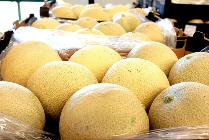 Exportações de melão crescem na safra 2025/26, mas setor projeta ajustes para próxima temporada