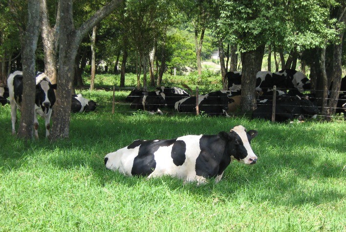 Faesp reforça arrecadação do Fundesa-Pec e intensifica ações para proteger a cadeia do leite em São Paulo