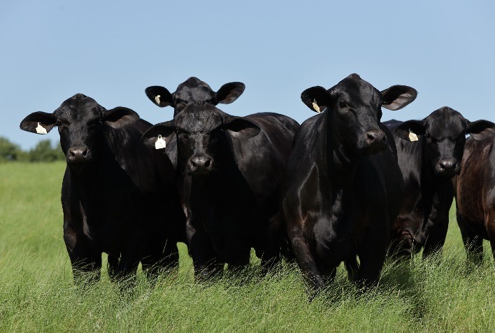 Inscrições para a ExpoBrangus 2026 estão abertas e feira deve reunir criadores em Uruguaiana (RS)