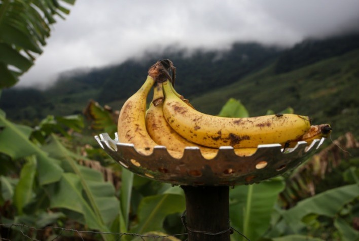 Vale do Ribeira conquista Indicação Geográfica para bananas e fortalece produção paulista