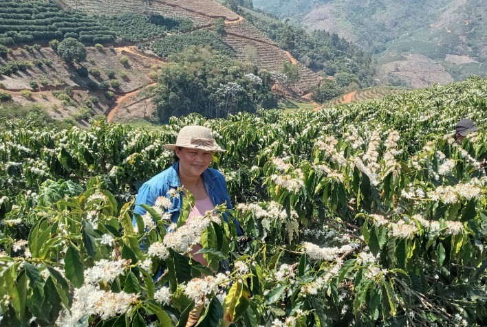 Produtora de Manhuaçu transforma cafeicultura familiar em referência em cafés especiais nas Matas de Minas