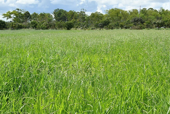 BRS Carinás: nova cultivar de braquiária da Embrapa e Unipasto promete elevar produtividade e sustentabilidade no Cerrado
