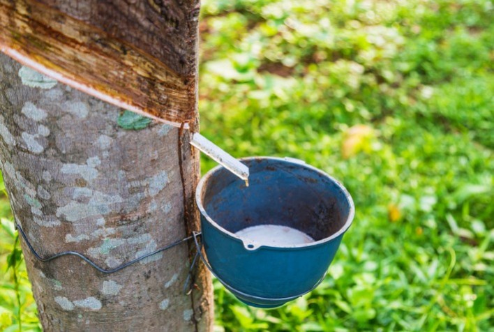 Arranjo da Borracha movimenta R$ 3,1 milhões e fortalece renda de famílias extrativistas na Amazônia