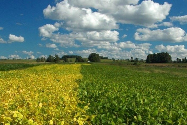 Vazio sanitário da soja no RS começa em julho e segue até setembro de 2026