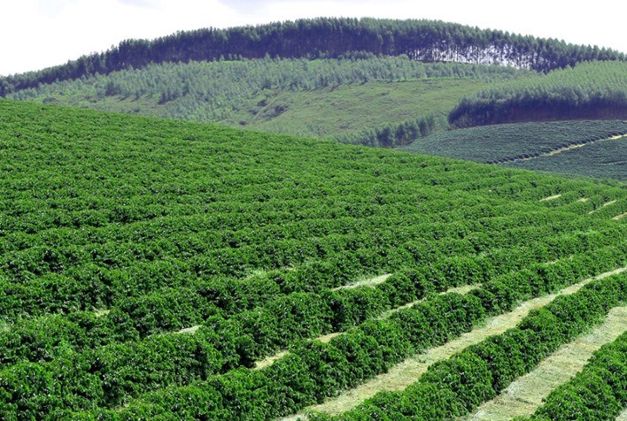 Novo marco do crédito rural exige responsabilidade socioambiental e rastreabilidade no acesso ao financiamento