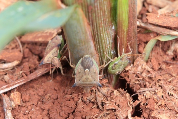 Intensificação dos sistemas produtivos aumenta risco de pragas sugadoras e exige manejo mais ágil no campo