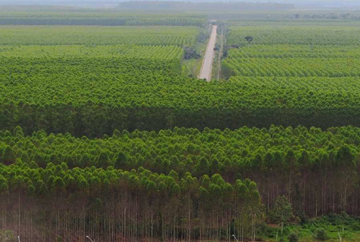 Mato Grosso aposta em florestas plantadas para garantir biomassa ao setor de etanol