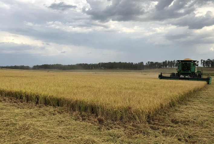 Colheita de arroz avança no Rio Grande do Sul e atinge 79,3% da área plantada