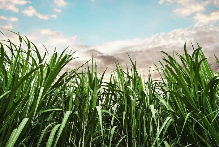 Safra de cana 2025/26 recua levemente, mas Brasil mantém liderança global no setor sucroenergético