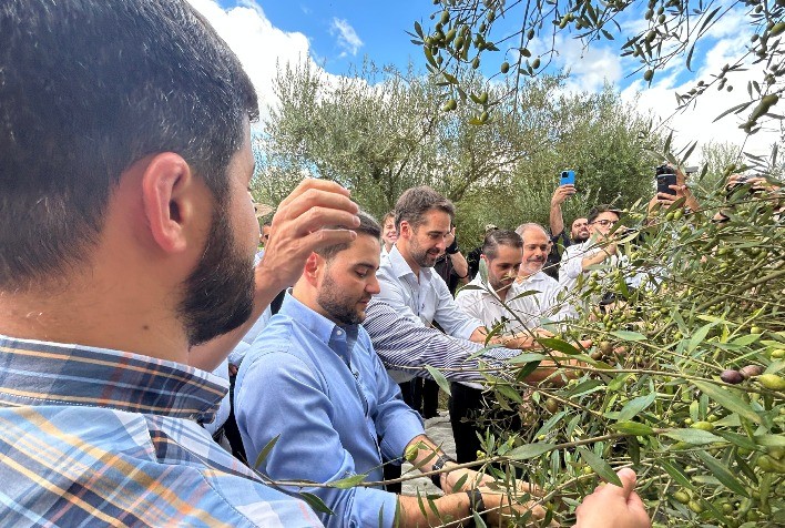 Produção de azeite de oliva no Brasil deve bater recorde e superar 1 milhão de litros