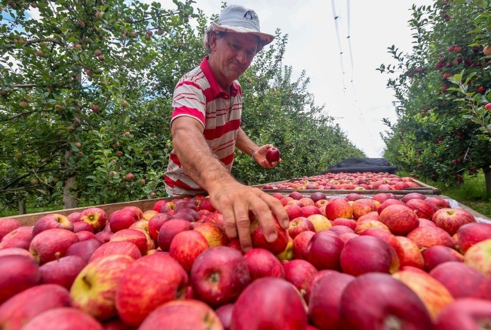 Santa Catarina avança na exportação de maçãs com certificação local e embarque direto pelos portos do estado