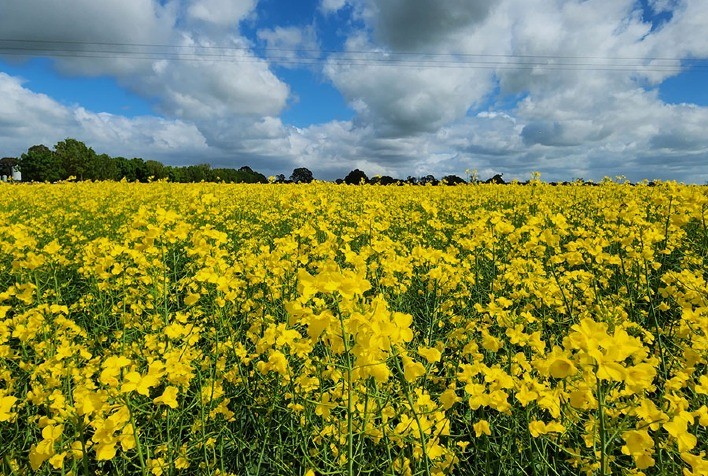 Canola de segunda safra no Brasil pode reduzir emissões da aviação em até 55%, aponta estudo sobre SAF
