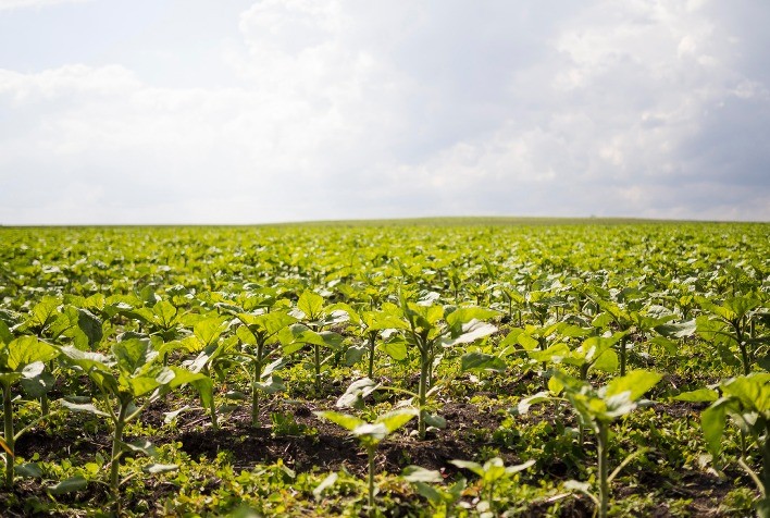 Outono no Cerrado exige atenção no campo, mas abre espaço para boas estratégias de manejo