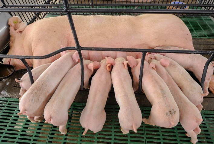 Mudanças climáticas impactam suinocultura e exigem novas estratégias nutricionais, aponta pesquisa da UFMG