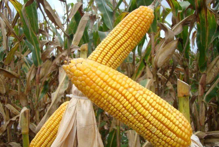 Milho no RS entra na reta final da colheita com produtividade acima de 7,4 t/ha