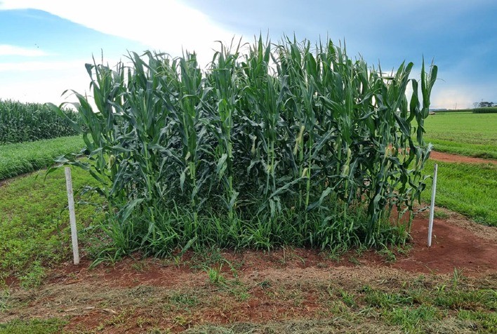 Braquiária e outras gramíneas tropicais elevam produtividade da soja em até 15% e fortalecem saúde do solo, aponta estudo da Embrapa