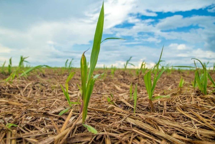 Manejo integrado na cana-planta pode elevar produtividade em até 10 t/ha e aumentar rendimento de açúcar, apontam estudos