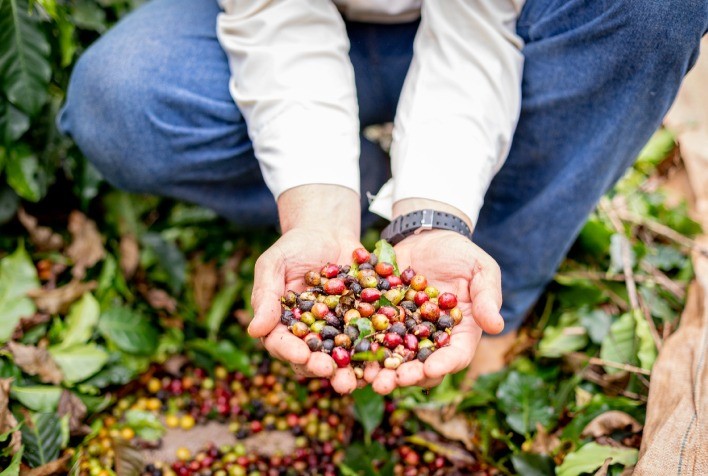 Rota do Café Paulista impulsiona turismo e economia em São Paulo com alta de visitantes e faturamento