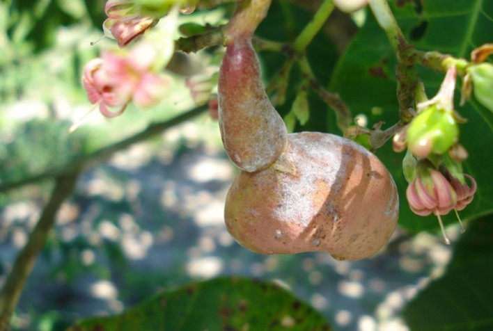 Monitora Caju: aplicativo da Embrapa revoluciona o manejo de pragas e doenças na cajucultura no Brasil