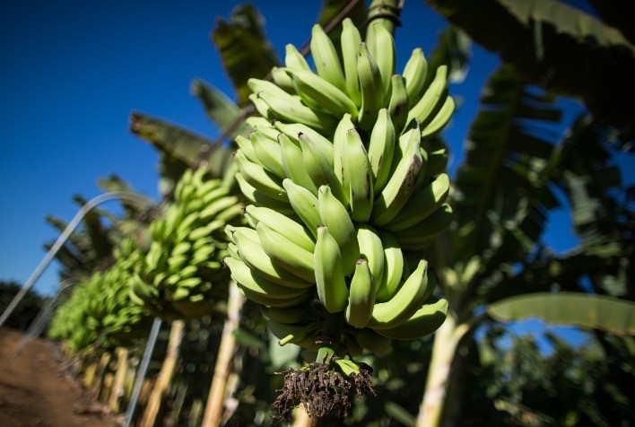 Cartilha da Embrapa orienta irrigação e manejo da banana no Nordeste e busca elevar produtividade da fruticultura