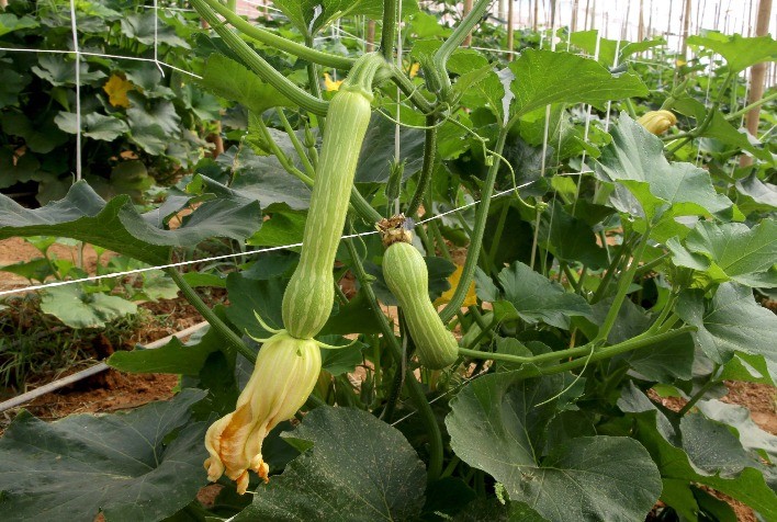 Produção de abobrinha no Paraná movimenta R$ 101 milhões e consolida Estado como 4º maior produtor do Brasil