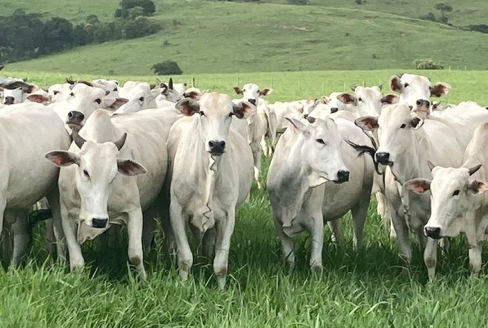 Boi gordo recua no Brasil com escalas alongadas e pressão sazonal no campo