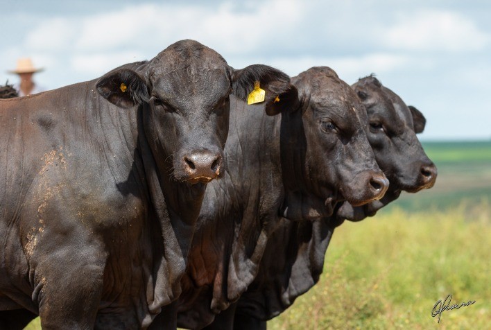 Inscrições para a ExpoBrangus 2026 seguem abertas até 11 de maio no RS