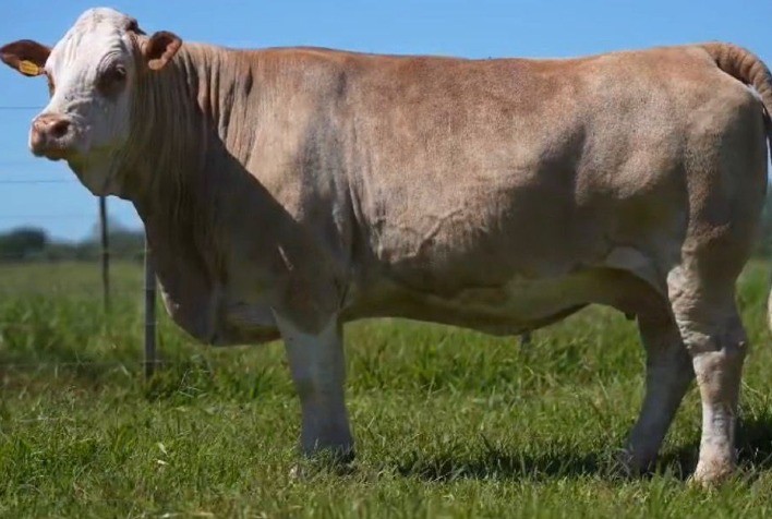 Shopping Simental movimenta R$ 800 mil, amplia presença da raça e reforça confiança na genética a pasto