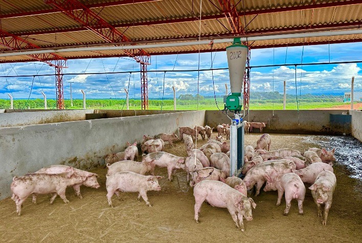 Granja mineira é a primeira do Brasil a conquistar certificação de alto padrão em bem-estar animal na suinocultura