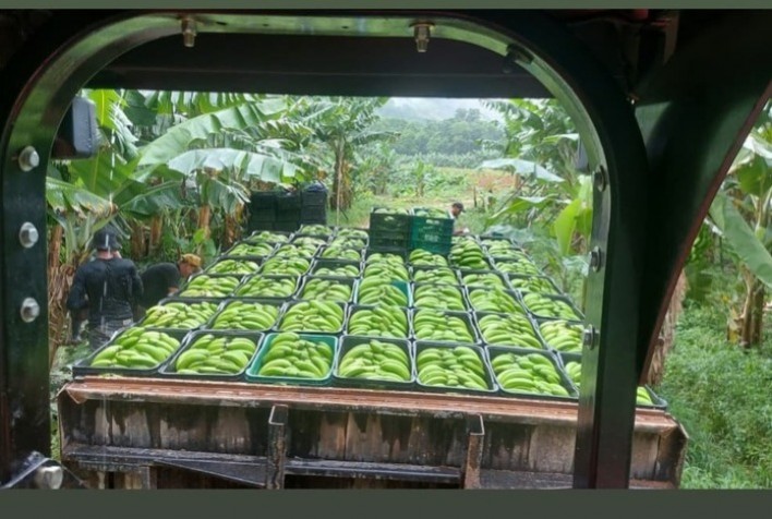 Banana do Vale do Ribeira conquista Indicação Geográfica e fortalece sustentabilidade em São Paulo