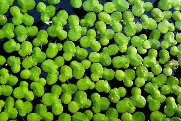 Lentilha-d’água ganha destaque na agricultura sustentável e pode revolucionar bioeconomia no Brasil